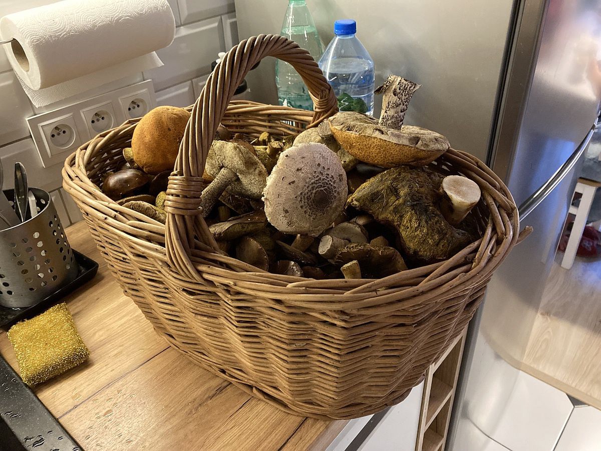 Pan Andrzej zebrał ponad 6 kg grzybów