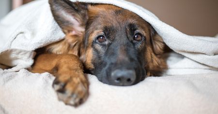 Pies śpi z tobą w łóżku? Lekarka weterynarii ostrzega