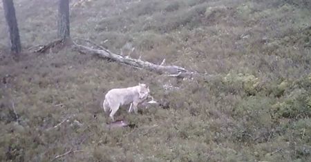 Leśnicy pokazali nagranie. Czegoś takiego dawno nie widzieli