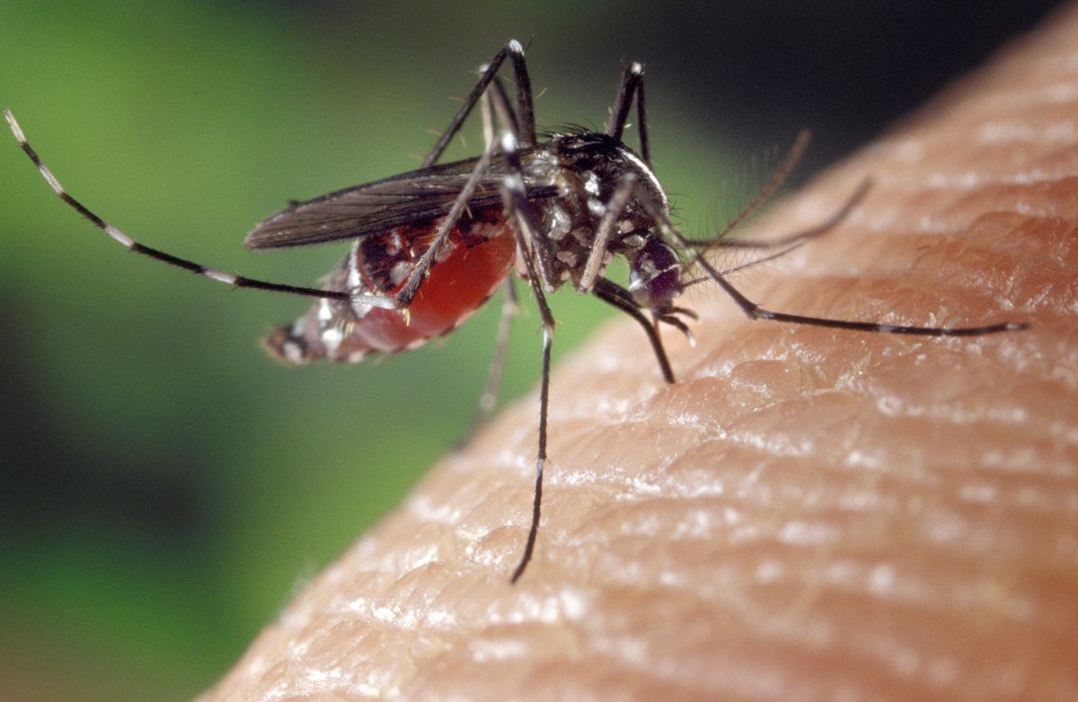 Najskuteczniejsze środki na komary? Patrz na skład, reszta to marketing