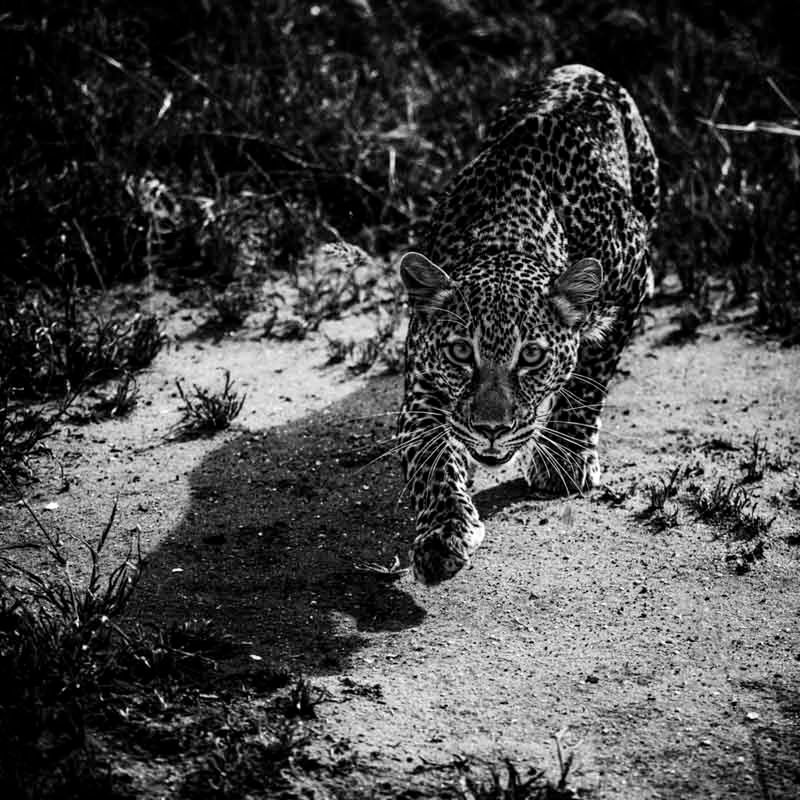 Laurent Baheux ujął charakter Afryki w czarno-białych portretach zwierząt 20