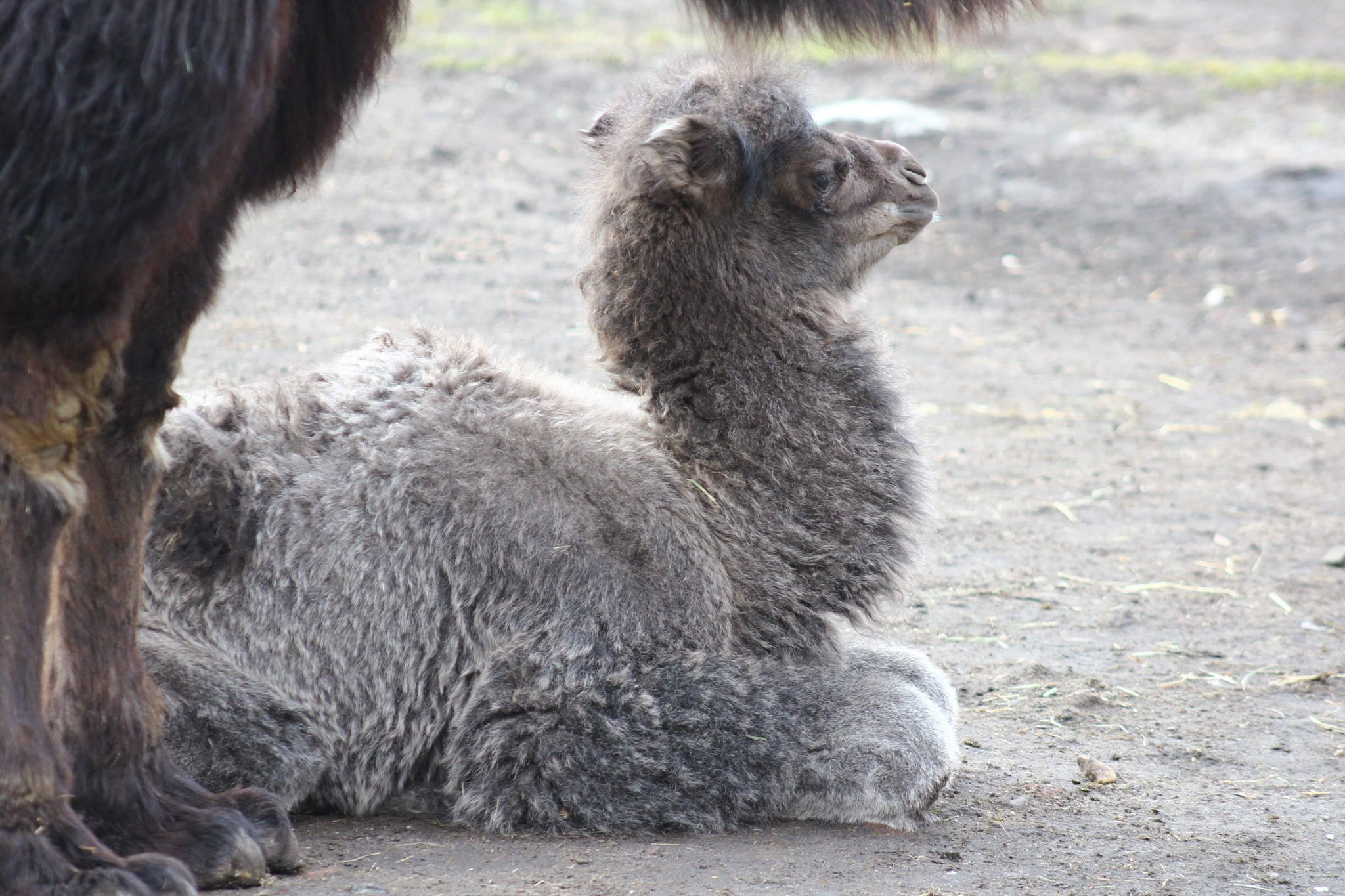 Warszawskie Zoo ma nowego mieszkańca, fot. Warszawskie ZOO - Facebook