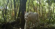 Zdjęcia pierwszej na świecie leucystycznej pumy. Naukowcy potwierdzają prawdziwość