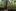 Zdjęcia pierwszej na świecie leucystycznej pumy. Naukowcy potwierdzają prawdziwość