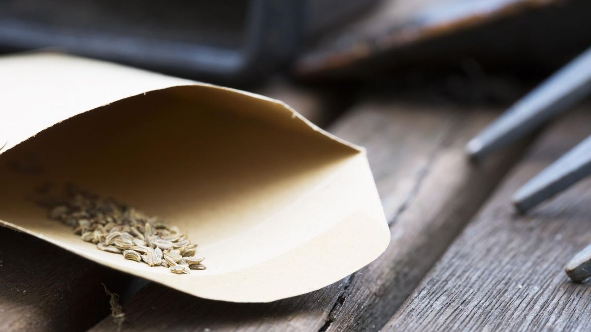 Nasiona marchwi to źródło wielu substancji odżywczych