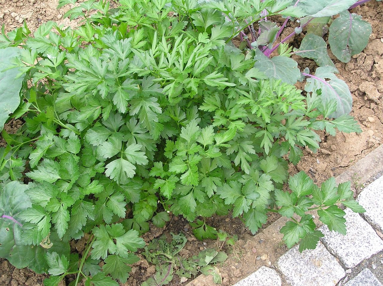 Natka pietruszki to nie tylko wspaniały aromat i smak, ale też potężna dawka wartościowych składników. Fot. Pixabay
