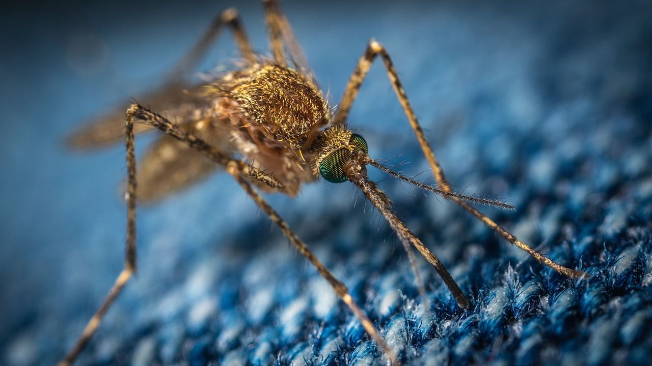 Co na ukąszenie komara? Fot. Pixabay
