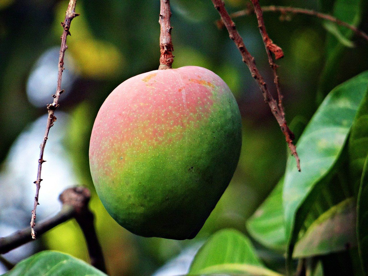 Mango - Pyszności; Foto: Pixabay.com