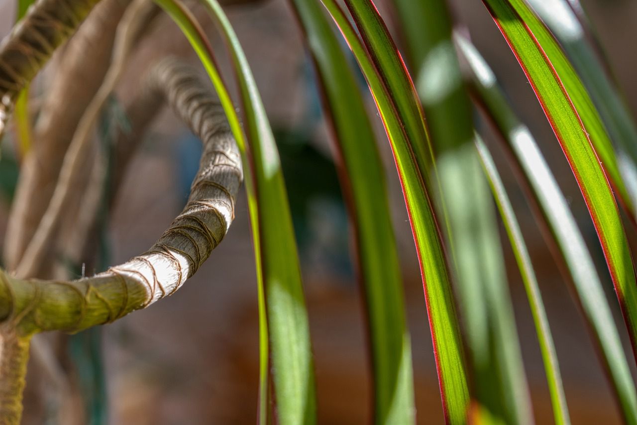 Rośliny takie jak dracena ochłodzą twoje mieszkanie. Fot. Freepik