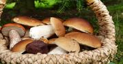 Wyczekiwane grzyby pojawiły się w lasach. Niektórzy twierdzą, że najsmaczniejsze w Polsce