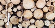 Greenpeace: Prawie 6 tys. ciężarówek pełnych drzew wyjeżdża codziennie z polskich lasów. Wycinki trwają tam, gdzie nie wolno
