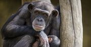 Warszawskie ZOO. Powstanie nowa małpiarnia, powiększymy wybieg dla gepardów. Będą też kapibary