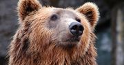 Niedźwiedź na ulicach Nowego Sącza. Władze chcą go odłowić