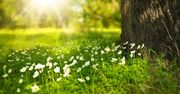 Będzie coraz cieplej. Prognoza pogody na najbliższe dniBędzie coraz cieplej. Prognoza pogody na najbliższe dni