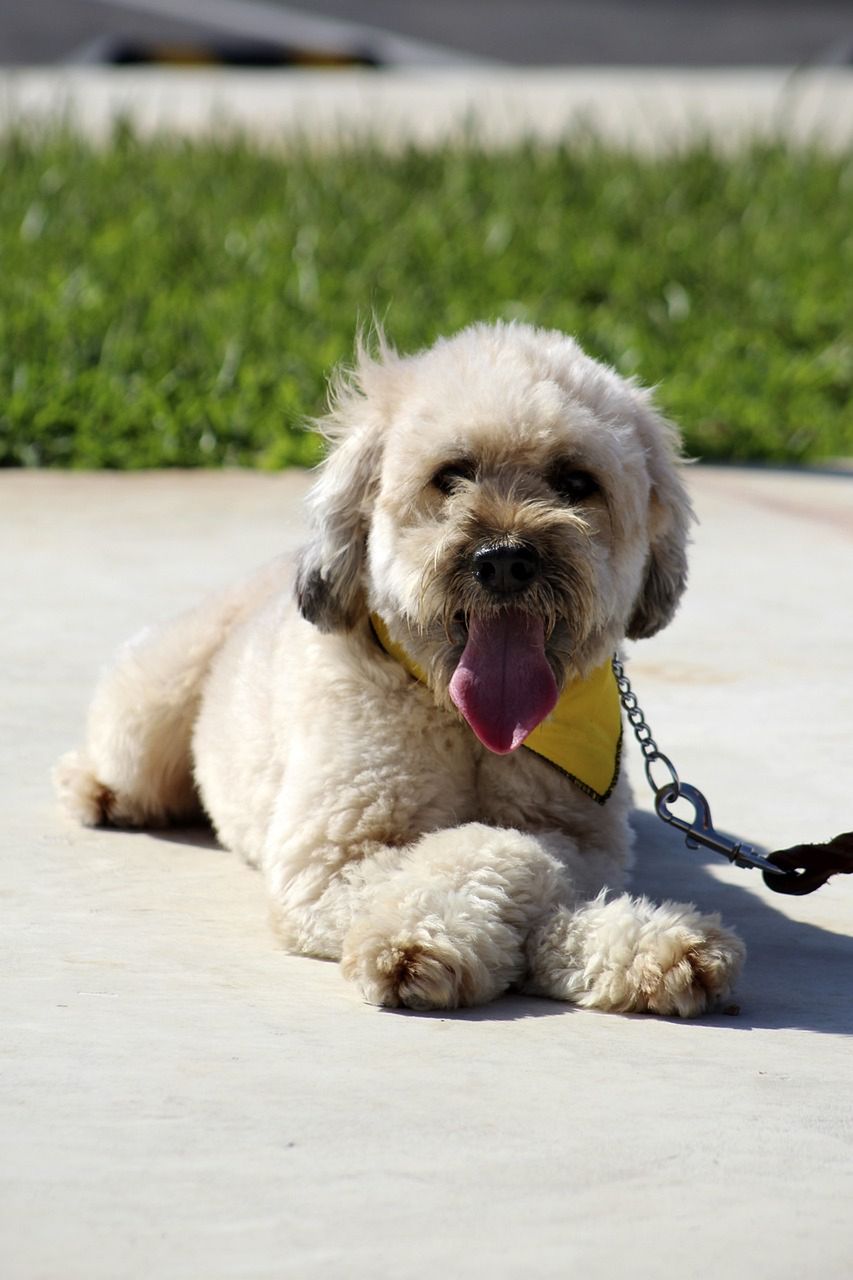 Ryzyko mandatu za pozostawienie psa przed sklepem.