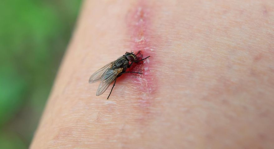 Ślina ślepaka zawiera związki toksyczne dla organizmu