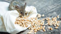 Trutka na szczury - rodzaje i działanie