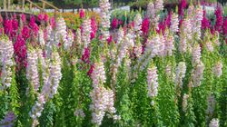 Naparstnica - niebezpieczna czy lecznicza?