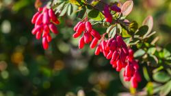 Berberys - gatunki, właściwości lecznicze, przepis na nalewkę z berberysu