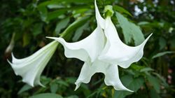 Bieluń dziędzierzawa, czyli datura - objawy zatrucia 