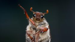 Właśnie trwa inwazja na Polskę. Ogrodnicy go nie znoszą, ale czy są groźne?