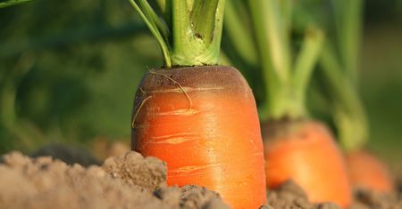 Rolnictwo wertykalne. Przyszłość produkcji żywności?