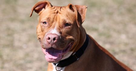 American XL Bully: ofiary zakazu czy wychowania?