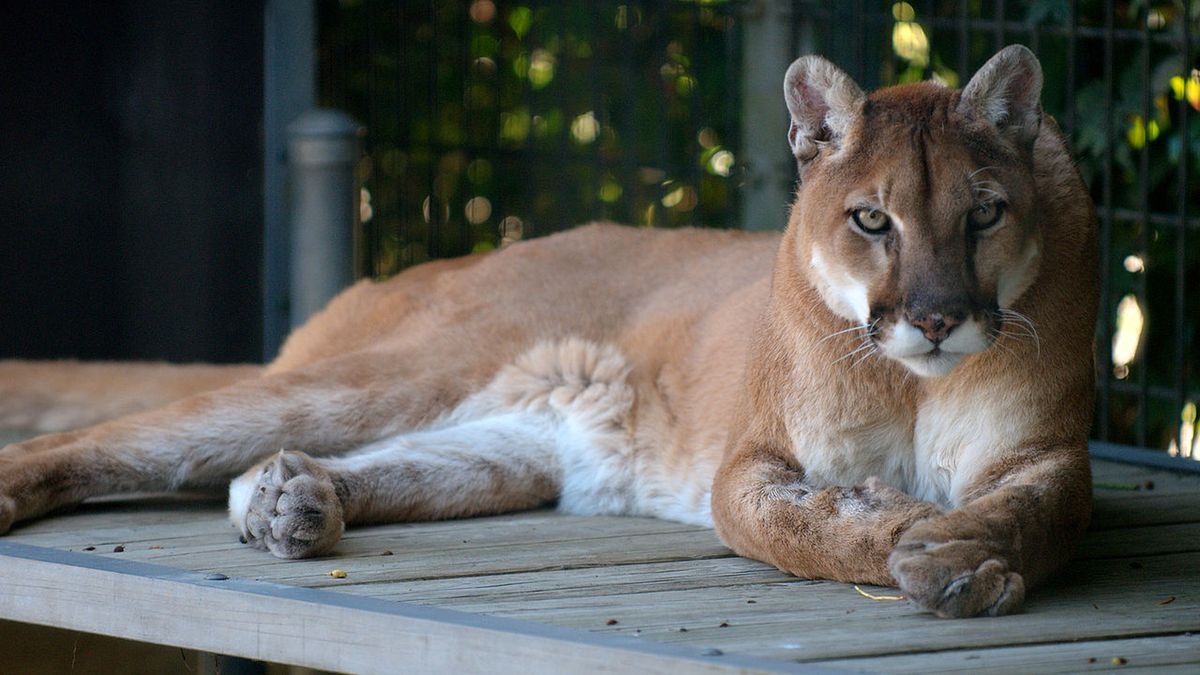 Puma miała zostać przekazana poznańskiemu ZOO.