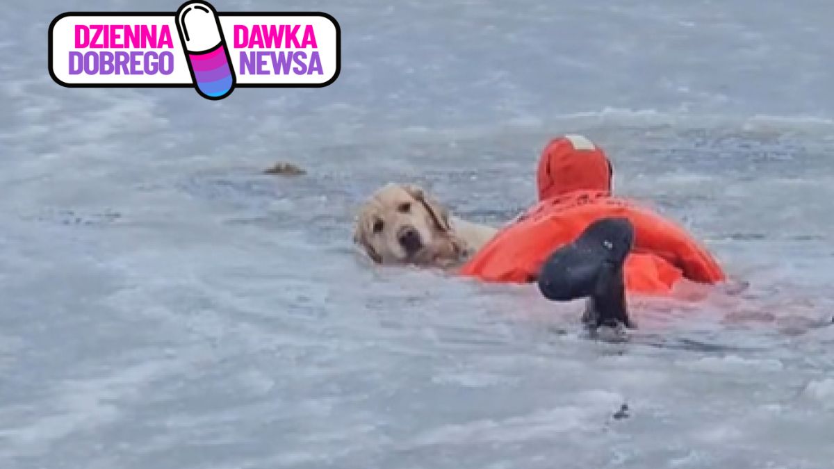 Strażacy uratowali tonącego psa