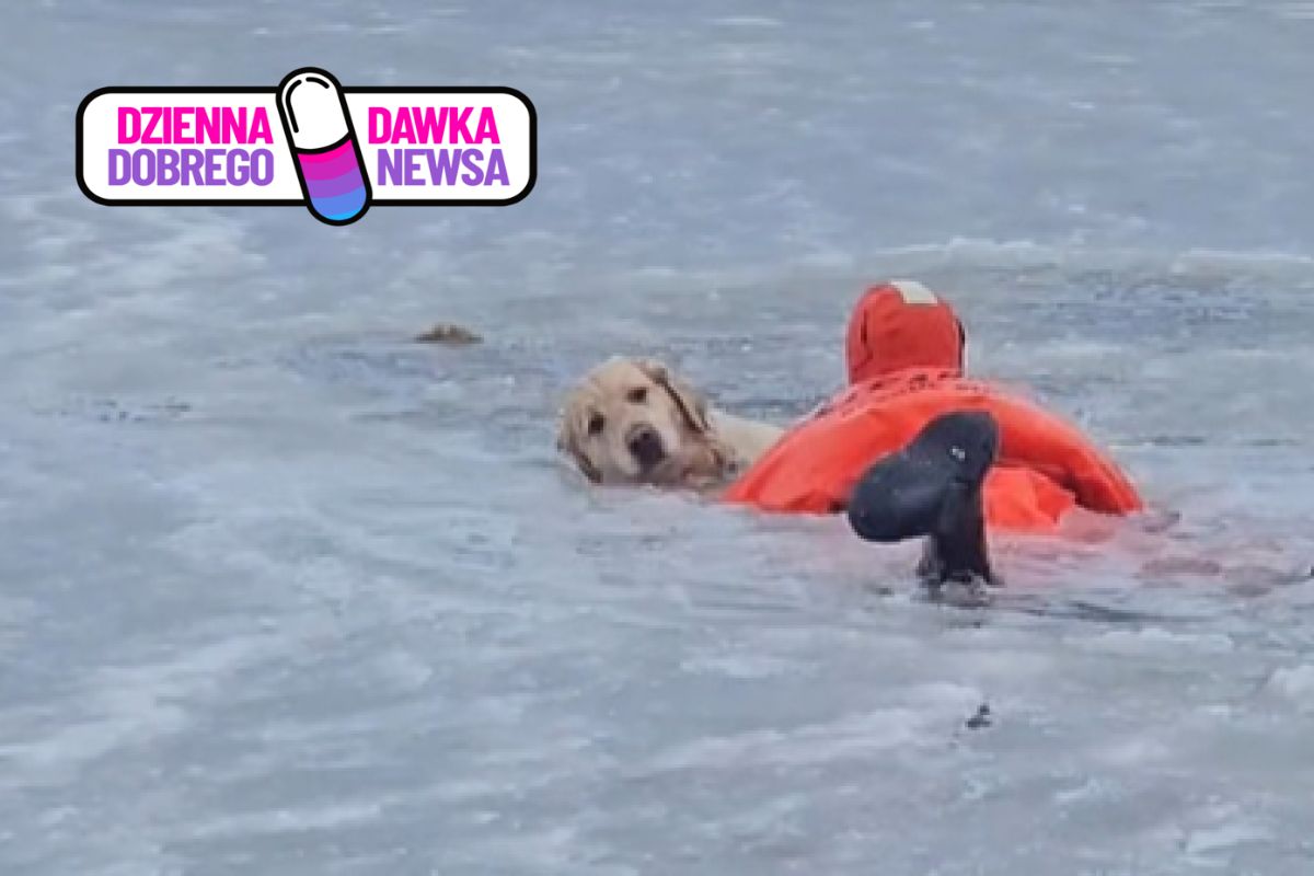 Strażacy uratowali tonącego psa. Nagranie poruszyło internautów
