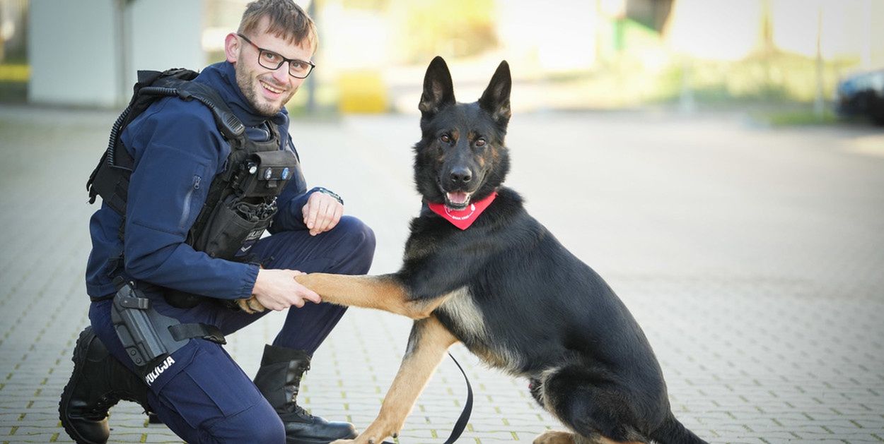 Piła: Pilnie potrzebna była psia krew. Niko oddał ją dla innego psa