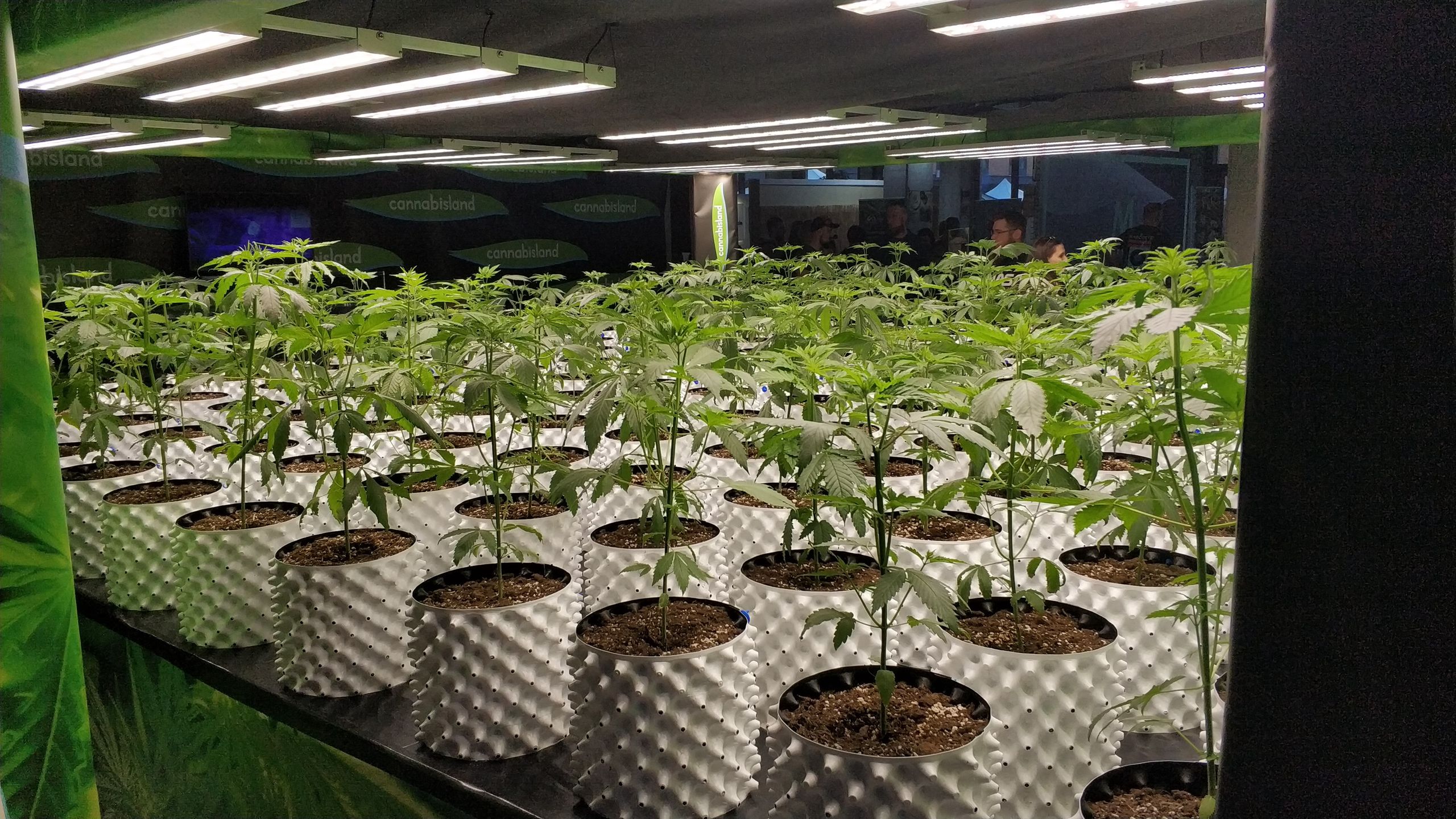 Kanaba Fest w Warszawie