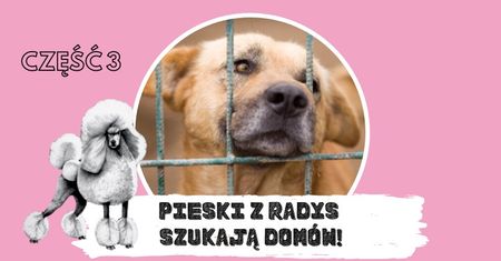 Pomóżmy znaleźć nowe domy dla psiaków ze schroniska w Radysach (ZDJĘCIA)