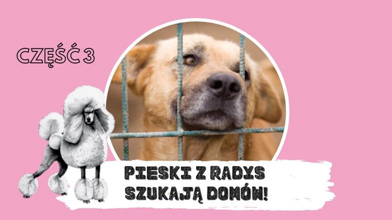 Pomóżmy znaleźć nowe domy psiakom ze schroniska w Radysach