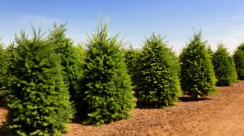 Rośnie 80 cm rocznie. Odgrodzi od sąsiadów lepiej niż tuja