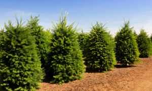 Rośnie 80 cm rocznie. Odgrodzi od sąsiadów lepiej niż tuja