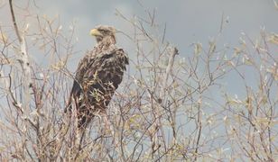 Tragiczne odkrycie w nadleśnictwie. Sprawa zgłoszona na policję