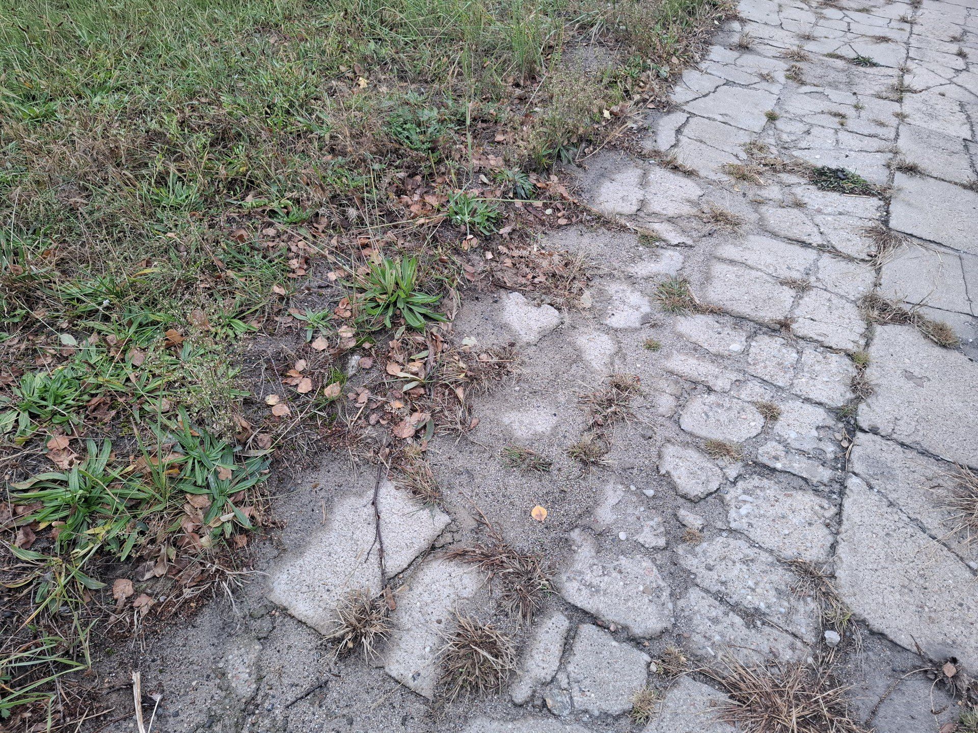 Chodnik widmo? Było odkrycie archeologiczne roku w Skierniewicach, a teraz znika
