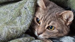 FIP u kota - objawy, leczenie i zapobieganie