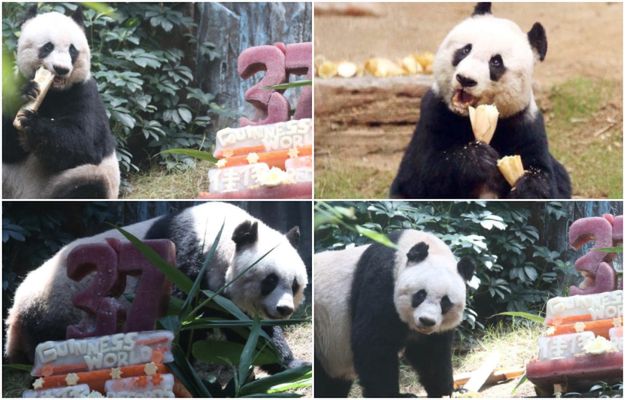 W Hongkongu uśpiono najstarszą pandę żyjącą w niewoli