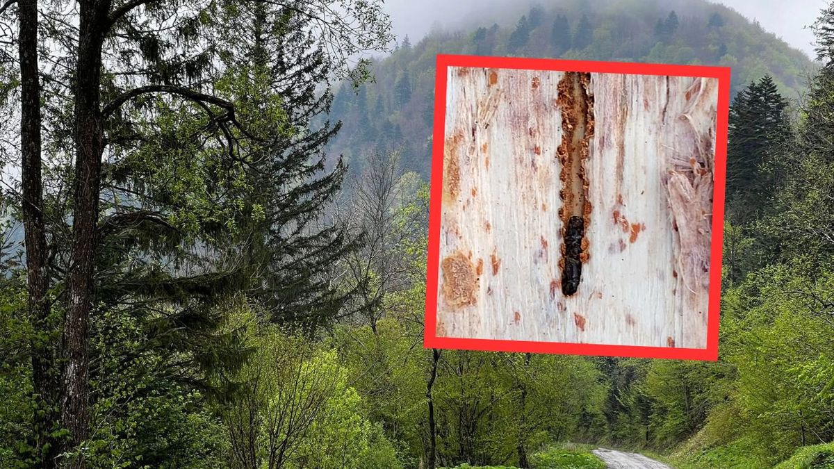 Kornik drukarz atakuje pomorskie lasy