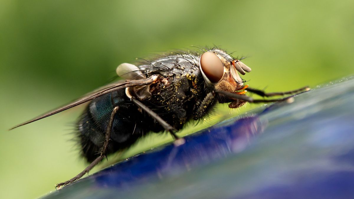 Okazuje się, że istnieją skuteczne sposoby na walkę z muchami