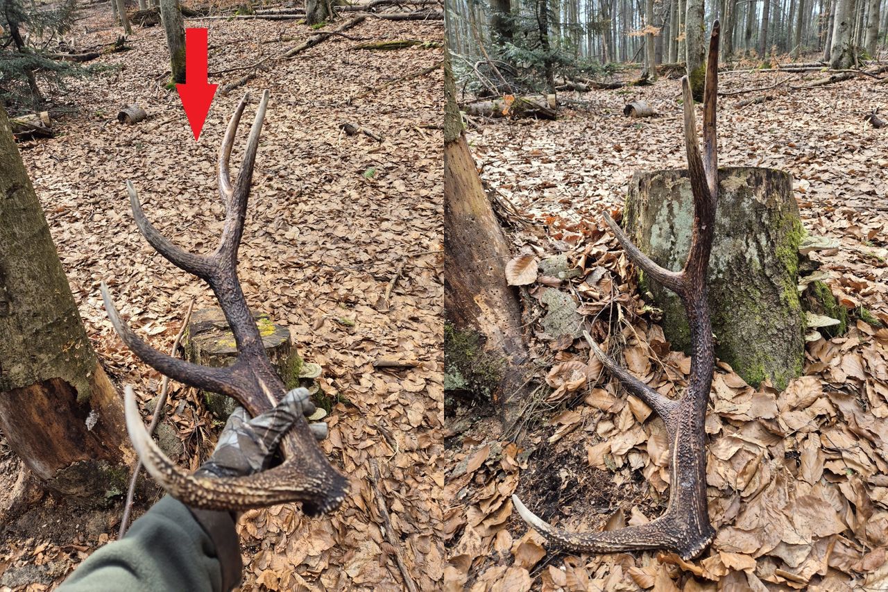Pokazał skarb w lesie. "Wystarczy patrzeć pod nogi"