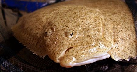 Surowy turbot (skarp)