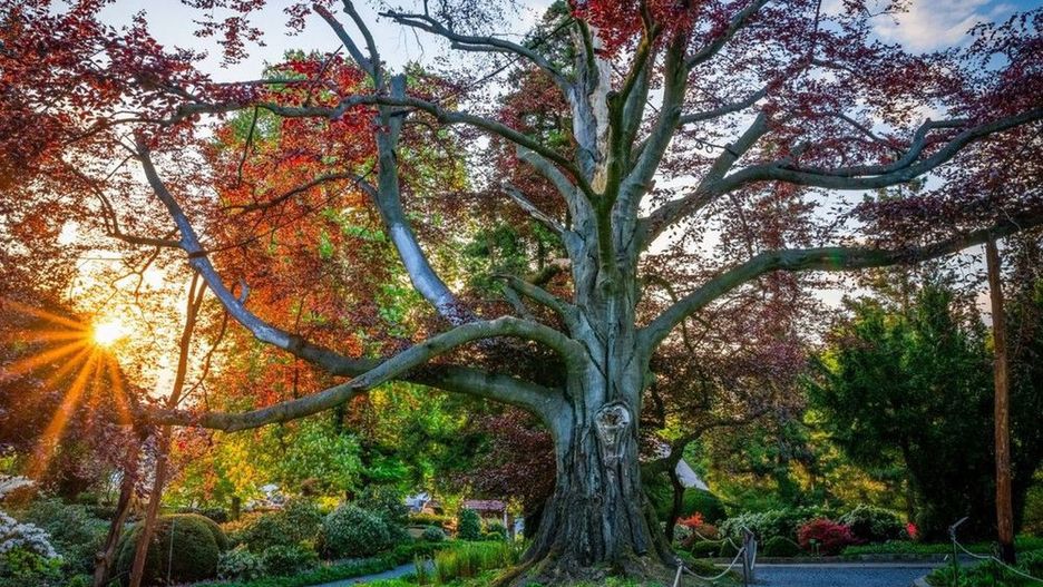 Polskie drzewo ponownie wygrało 