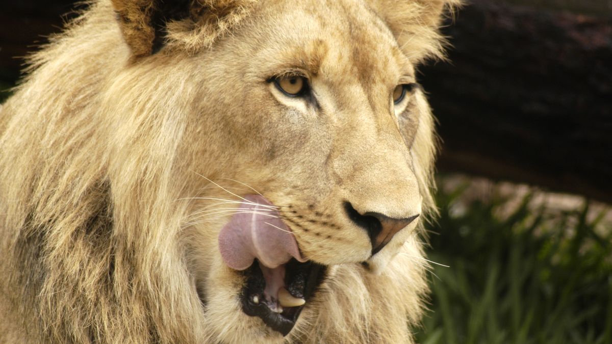 Mieszkankę Zimbabwe najprawdopodobniej rozszarpał lew (zdj. ilustracyjne)