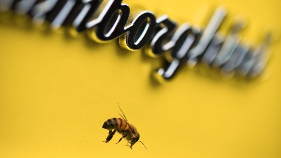 Ciekawe, czy charakterystyczna żółć lambo przyciąga te pożyteczne owady.