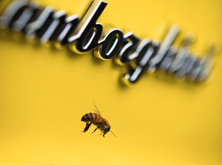 V12 i pszczoły. Lamborghini odsłania mało znaną część swojej działalności