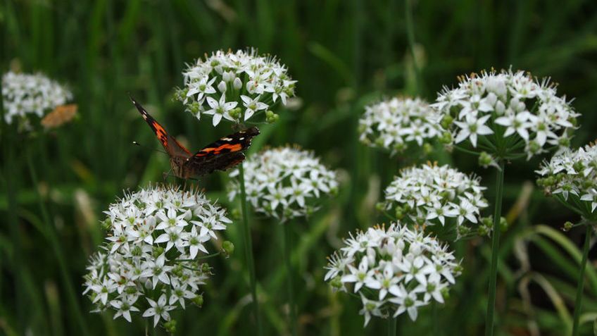 Surowy czosnek dęty