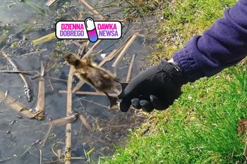 Wpadły do studzienki. To jeszcze pisklaki. Od razu ruszyli na pomoc